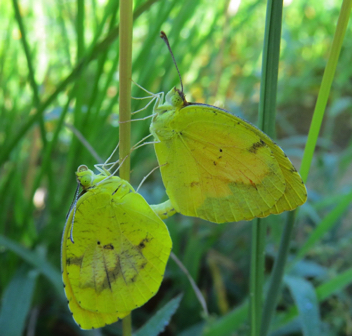 Sleepy Orange 
mating pair