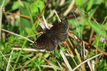 Common Sootywing