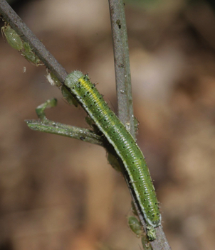 Falcate Orangetip
caterpillar