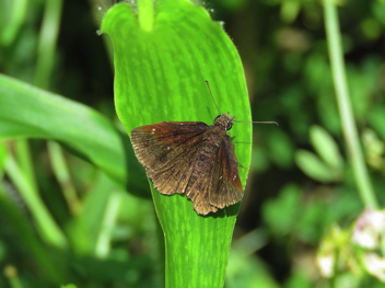 Hayhurst's Scallopwing