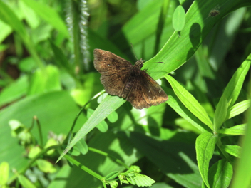 Hayhurst's Scallopwing