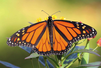 Monarch - male