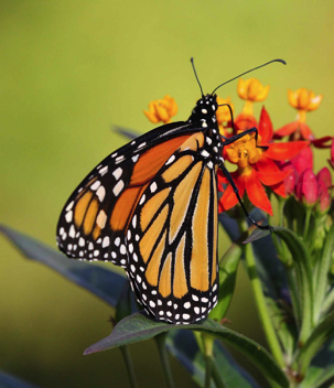 Monarch - male