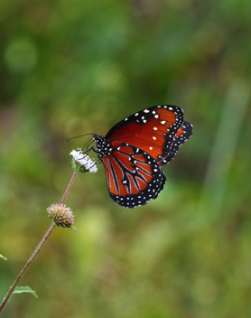 Queen male