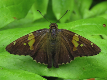 Silver-spotted Skipper