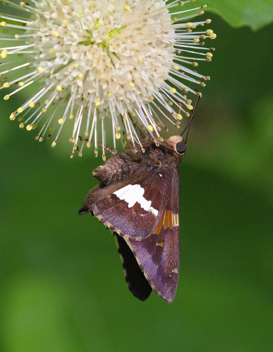 Silver-spotted Skipper