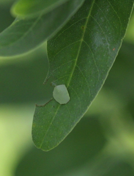 Leaf flap