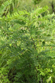 Host Plant - Wild Indigo