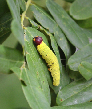 Silver-spotted Skipper
caterpillar