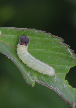 Checkered-Skipper Caterpillar