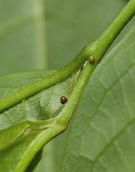 Eggs on Pawpaw tree