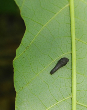 Caterpillar on Pawpaw tree