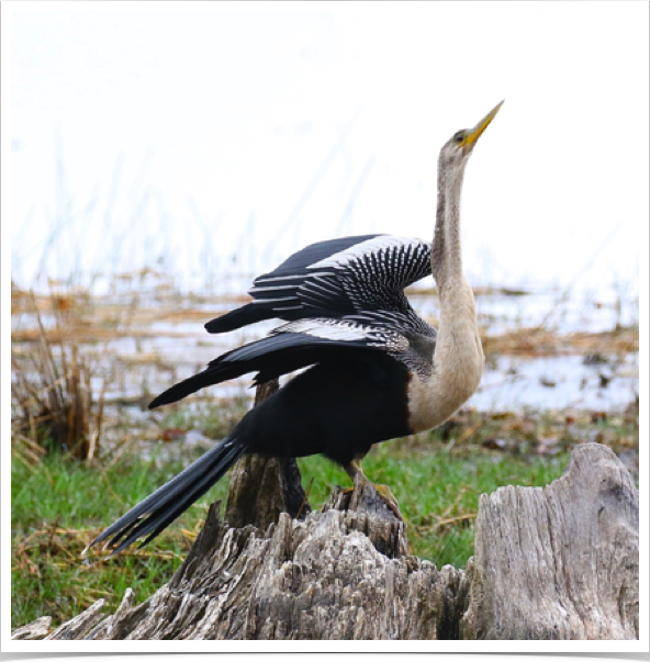 Anhinga