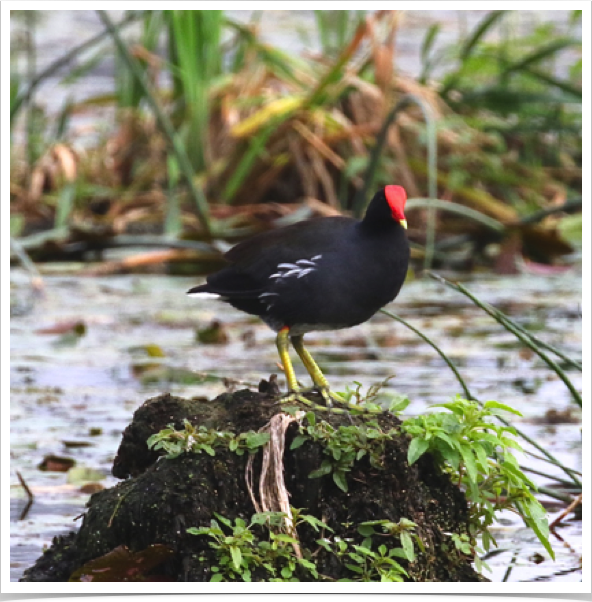 Common Moorhen