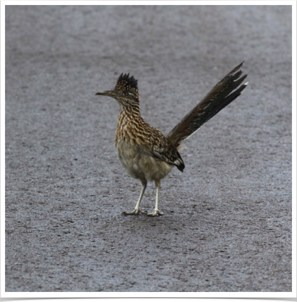 Greater Roadrunner