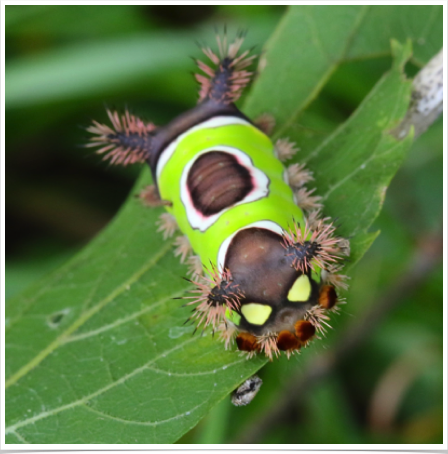 Saddleback Caterpillar
Acharia stimulea
Pickens County, Alabama