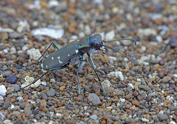 Cicindela duodecimguttata