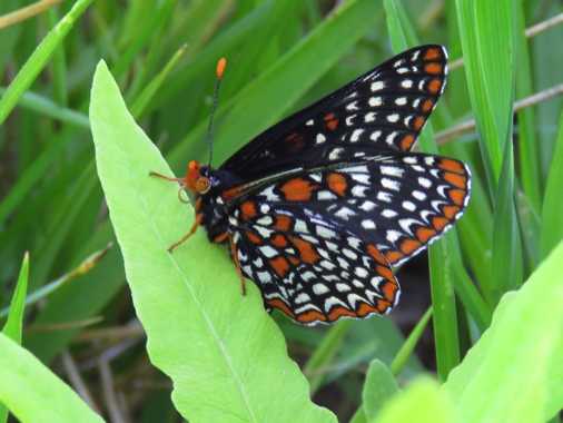 Eufala Skipper - Alabama Butterfly Atlas