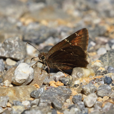 confused cloudwing butterfly name confused cloudwing butterfly name