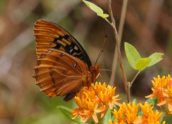 Diana Fritillary male