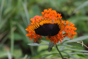 Diana Fritillary male