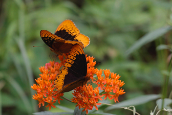 Diana Fritillary males