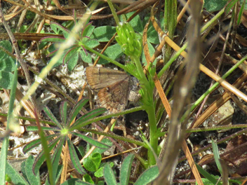 Frosted Elfin
female ovipositing