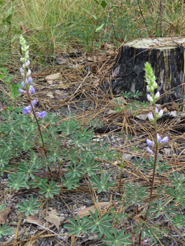 Lupine - host plant