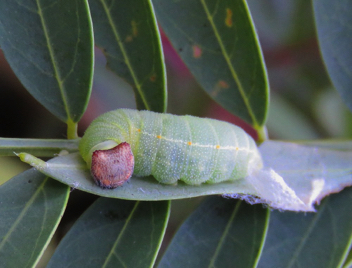 Zarucco Duskywing caterpillar