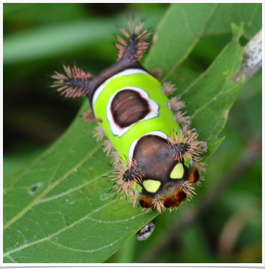 Acharia stimulea
Saddleback Caterpillar
Pickens County, Alabama